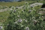 DSCN0221