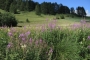 DSCN0293
