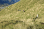 IMG_0587-Copy