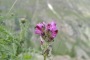 Gran_Paradiso_2024-12
