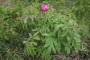 DSCN9337