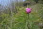 DSCN9341