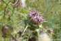 IMG-20220709-WA0008