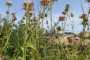 IMG-20220709-WA0016