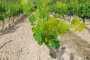 IMG-20220709-WA0054