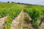 IMG-20220709-WA0060