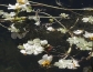 dscn6231